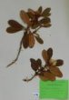 Rhododendron aureum Georgi