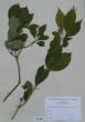 Euonymus europaea L.