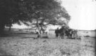 Osedlávání skotu ve stínu pod stromem, kmen Hamayd, společenství Baggara