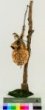 Moudivláček lužní Remiz pendulinus s hnízdem
