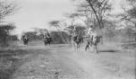Jezdci na skotu na cestě - jiný pohled, kmen Hamayd, společenství Baggara