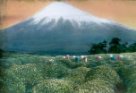 Čajová plantáž pod horou Fudži