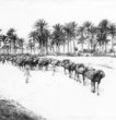 Velbloudí karavana prochází kolem palmovného háje