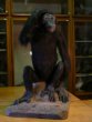 Šimpanz učenlivý Pan troglodytes (Blumenbach, 1775)