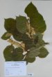 Tilia x vulgaris Hayne