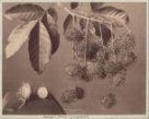 Plody rambutanu (Nephelium lappaceum)