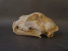 Lebka irbise - Panthera uncia