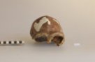 Homo erectus, Sinantropus X