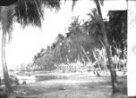 Kokosové palmy na břehu, při ústí řeky do moře, mezi stromy chýše
