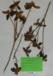 Rhododendron dahuricum L.