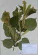 Tilia x vulgaris Hayne