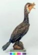 kormorán velký Phalacrocorax carbo