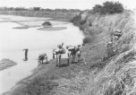 Velbloudi a osli s nákladem u téměř vyschlé řeky Dinder