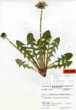 Taraxacum moldavicum