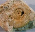 Pseudosubplanites sp. - fosílie amonita